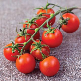 Red Alert Tomato Thumbnail